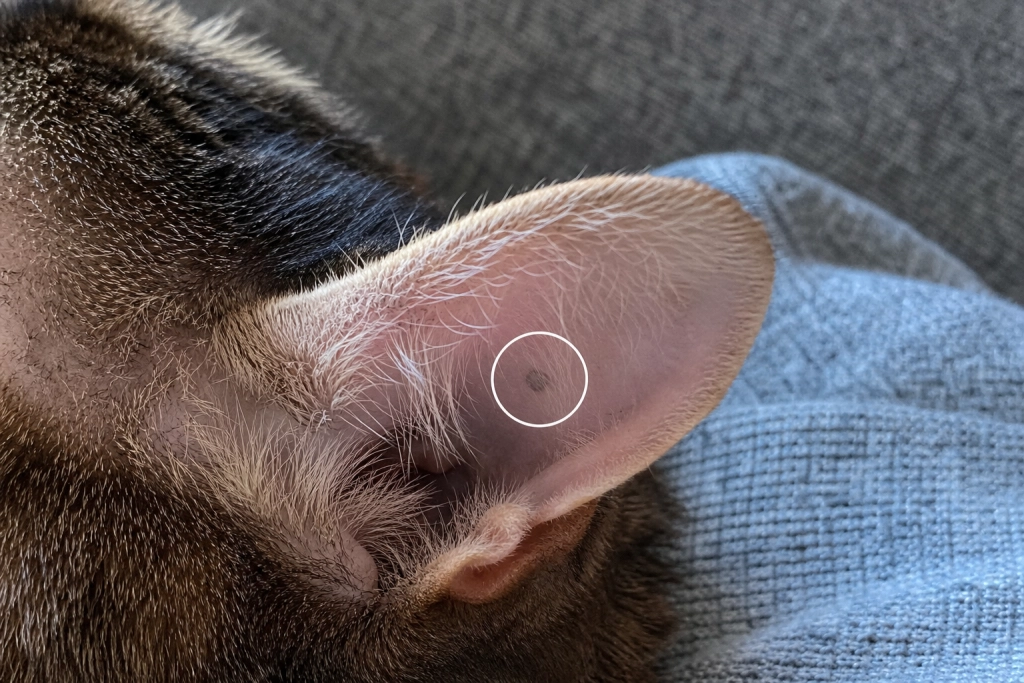 Ny EU-regel: Nu bliver chip lovpligtig for alle hunde og katte